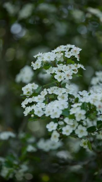aubépine