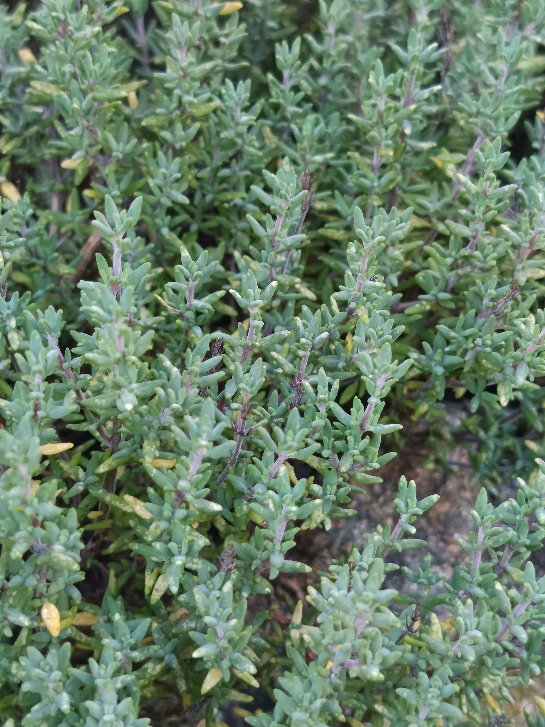 Thym 1