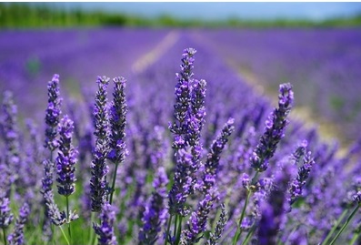 2678-cs400-photographie-de-mise-au-point-de-fleurs-petales-pourpres