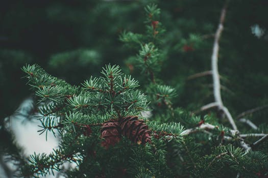 pexels-photo-1363929