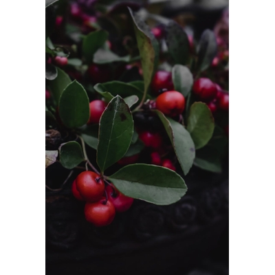 5292-cs400-fruits-ronds-rouges-sur-feuilles-vertes