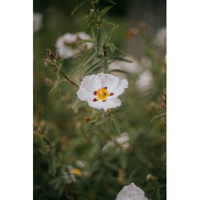 5295-cs400-gros-plan-de-delicates-fleurs-blanches-en-fleurs-dans-le-jardin-de-mo