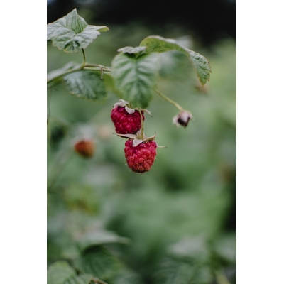3652-cs400-fruit-rond-rouge-dans-la-lentille-tilt-shift