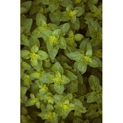 photos-gratuites-de-a-base-de-plantes-aliments-aromatherapie