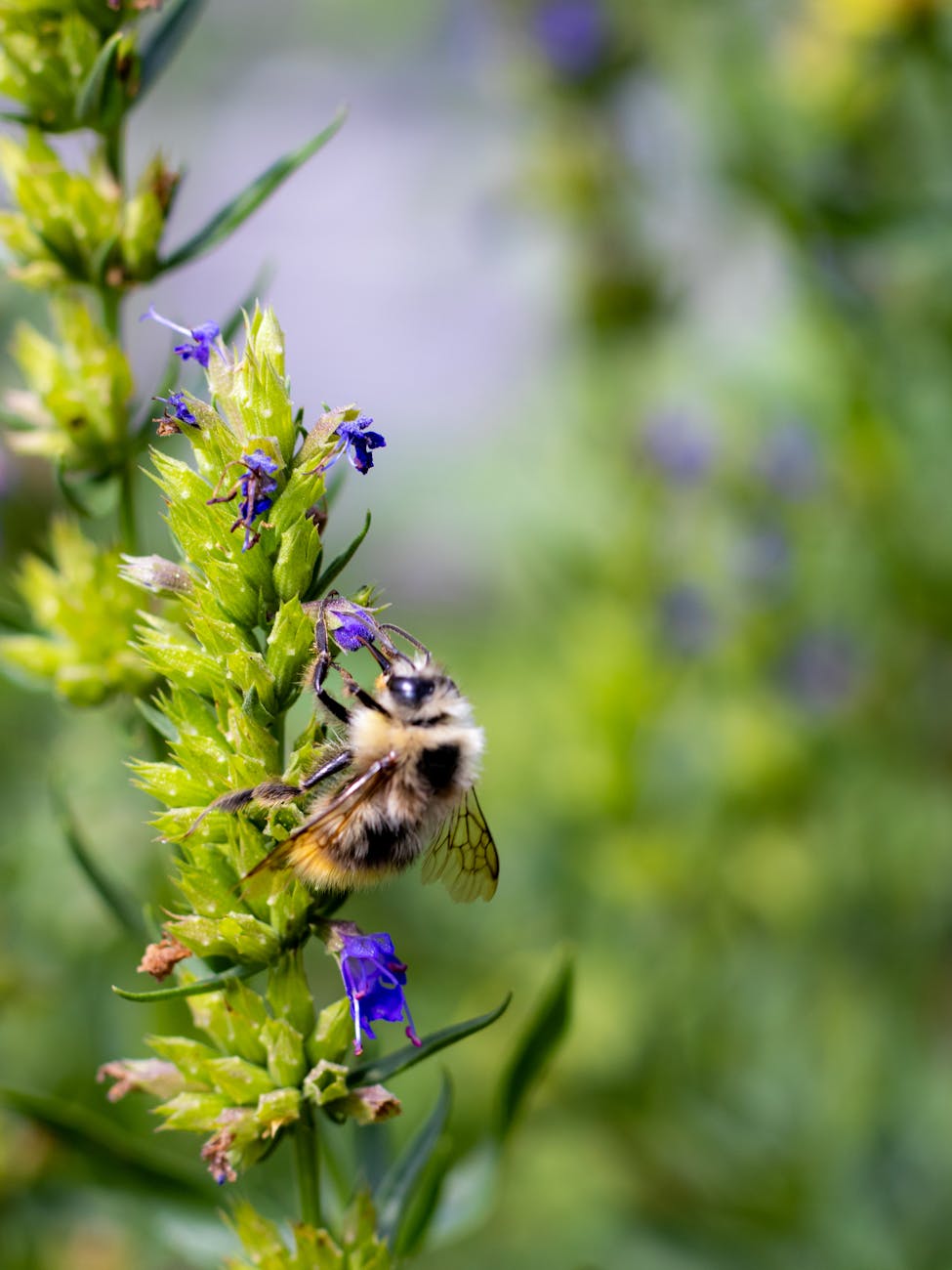 Abeille collectant le nectar dune fleur dhysope vibrante, mettant en valeur la pollinisation naturelle