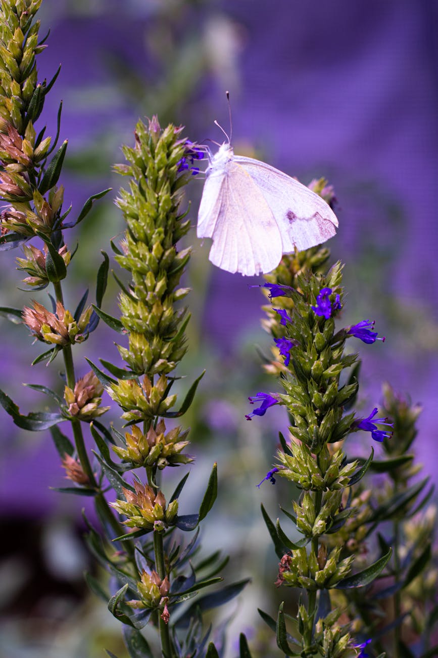 Délicat papillon blanc perché sur des fleurs dhysope vibrantes dans un jardin français