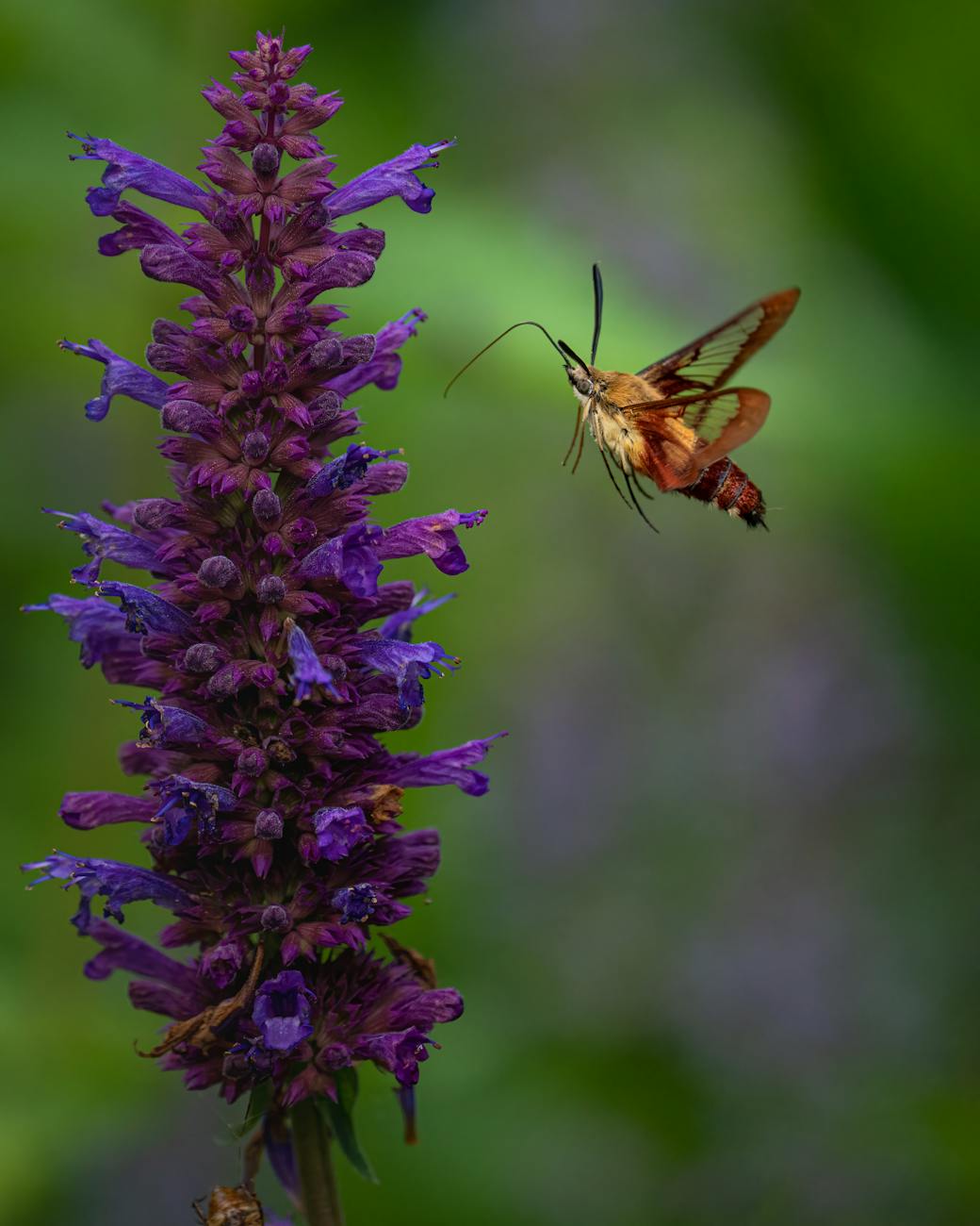 Photos gratuites de agastache foenicule, anis hysope, beauté naturelle