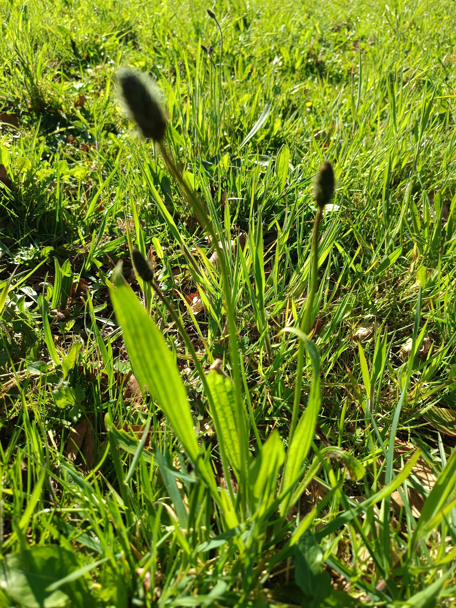 Le plantain