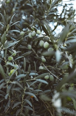 3663-cs400-photos-gratuites-de-agriculture-agriculture-mediterraneenne-agriculture-traditionnelle