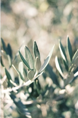 5467-cs400-photos-gratuites-de-agriculture-arbre-bokeh