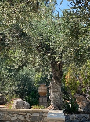 photos-gratuites-de-arbre-antique-arbres-beaute-naturelle