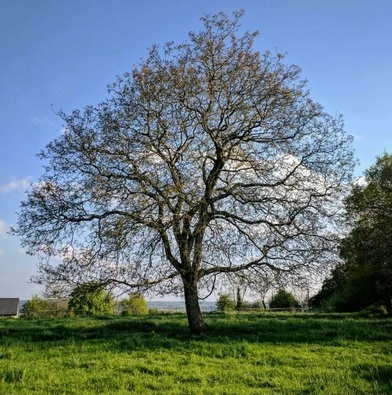 5476-cs400-un-seul-arbre-se-dresse-fierement-dans-une-prairie-verte-vibrante-sous-le-ciel-bleu-clair