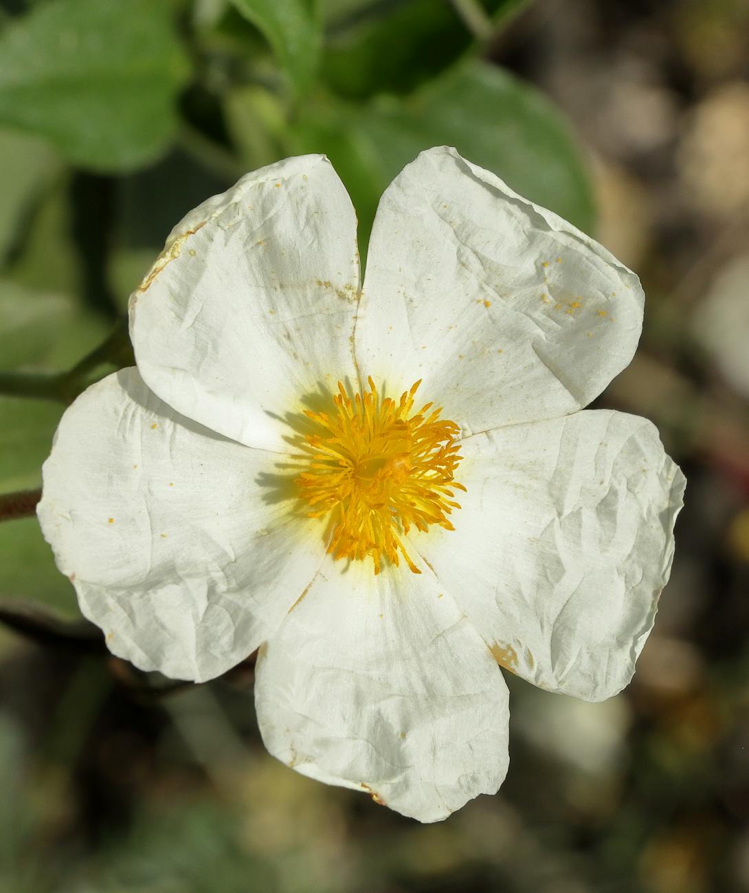 Prise de vue détaillée dune fleur de ciste blanche (Cistus) avec un centre jaune vif, mettant en valeur sa texture