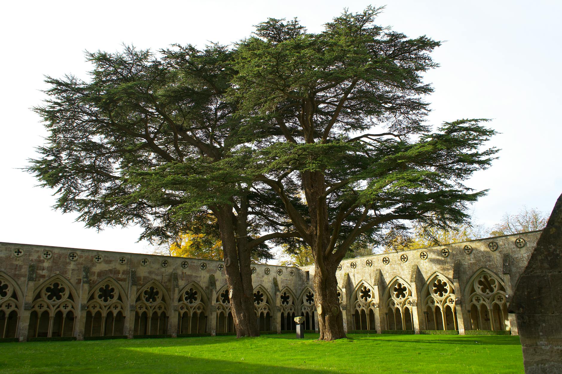 Photos gratuites de ancien, angleterre, arbres