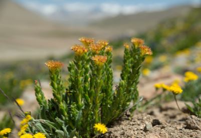RH50-03 - Teinture Rhodiola