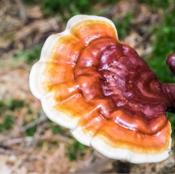 RE50-02 - Teinture Reishi 50 ml