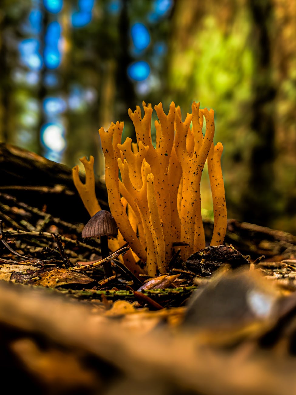 Prise de vue macro dun champignon corallien jaune vif poussant sur le sol de la forêt