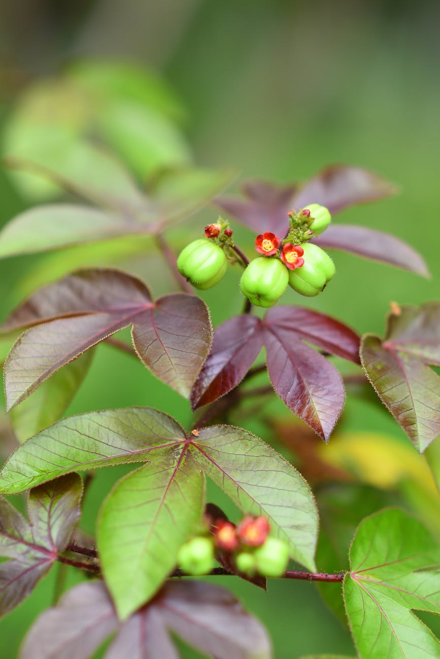 Gros plan éclatant de fruits verts sur une plante aux feuilles violettes et vertes frappantes