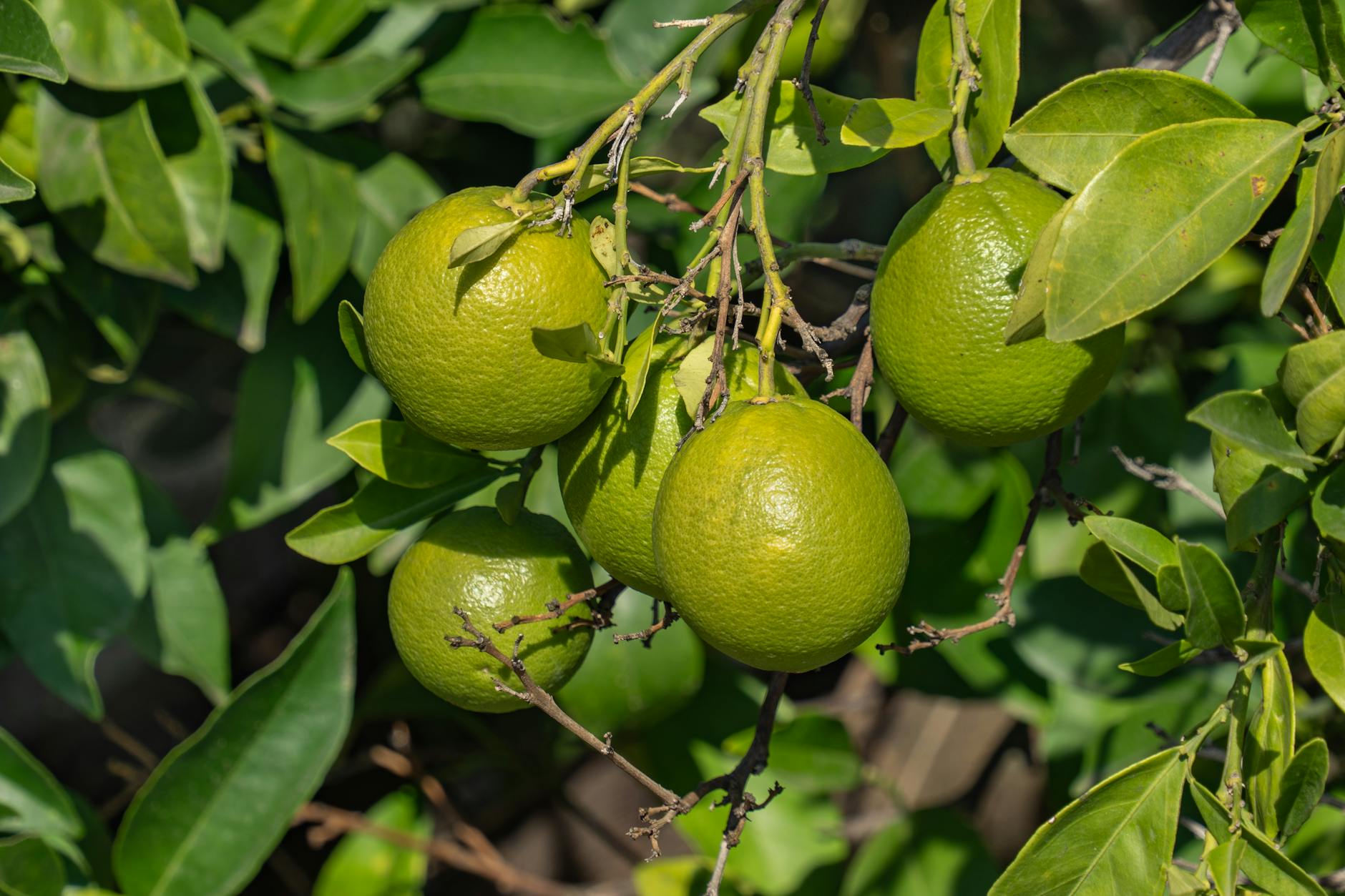 Photos gratuites de @extérieur, agriculture, agrume