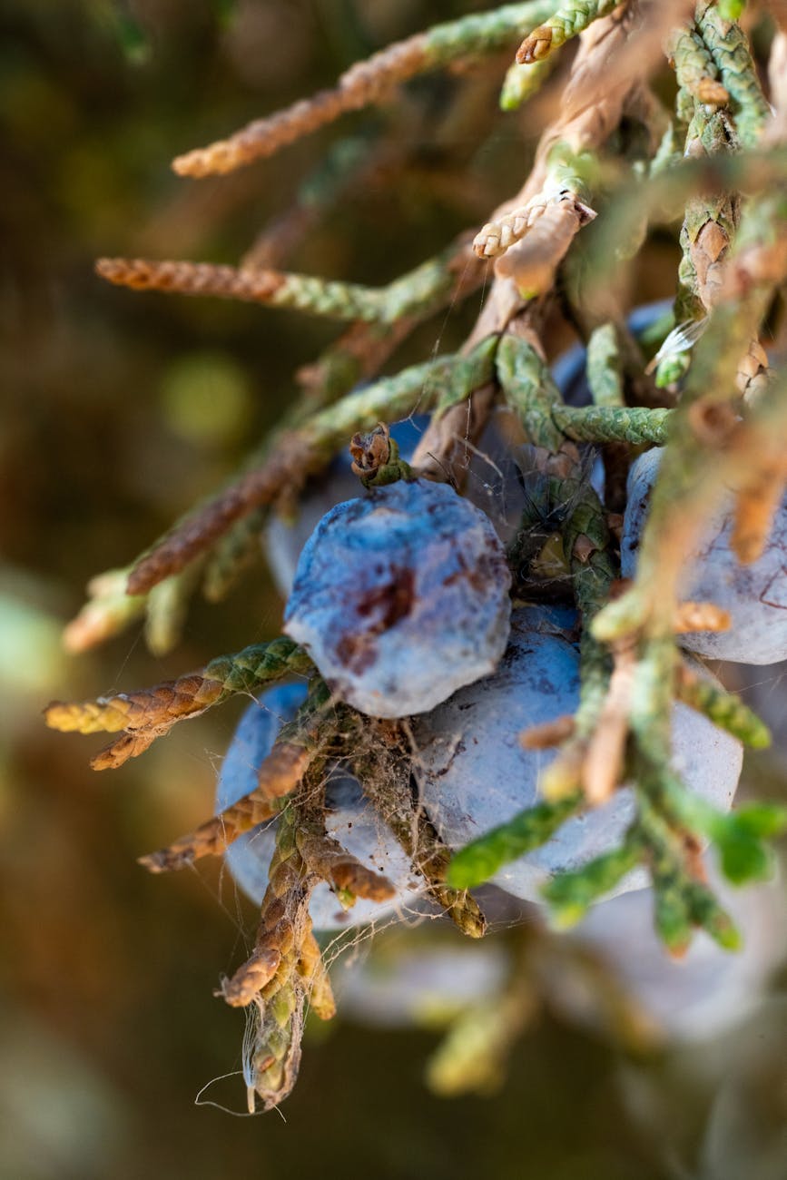 Photos gratuites de à base de plantes, à feuilles persistantes, arbre