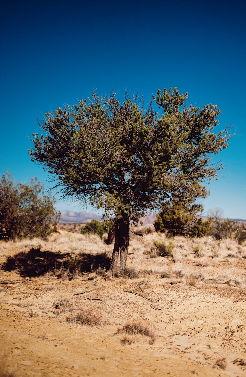 Photos gratuites de arbre, arbuste résilient, aride