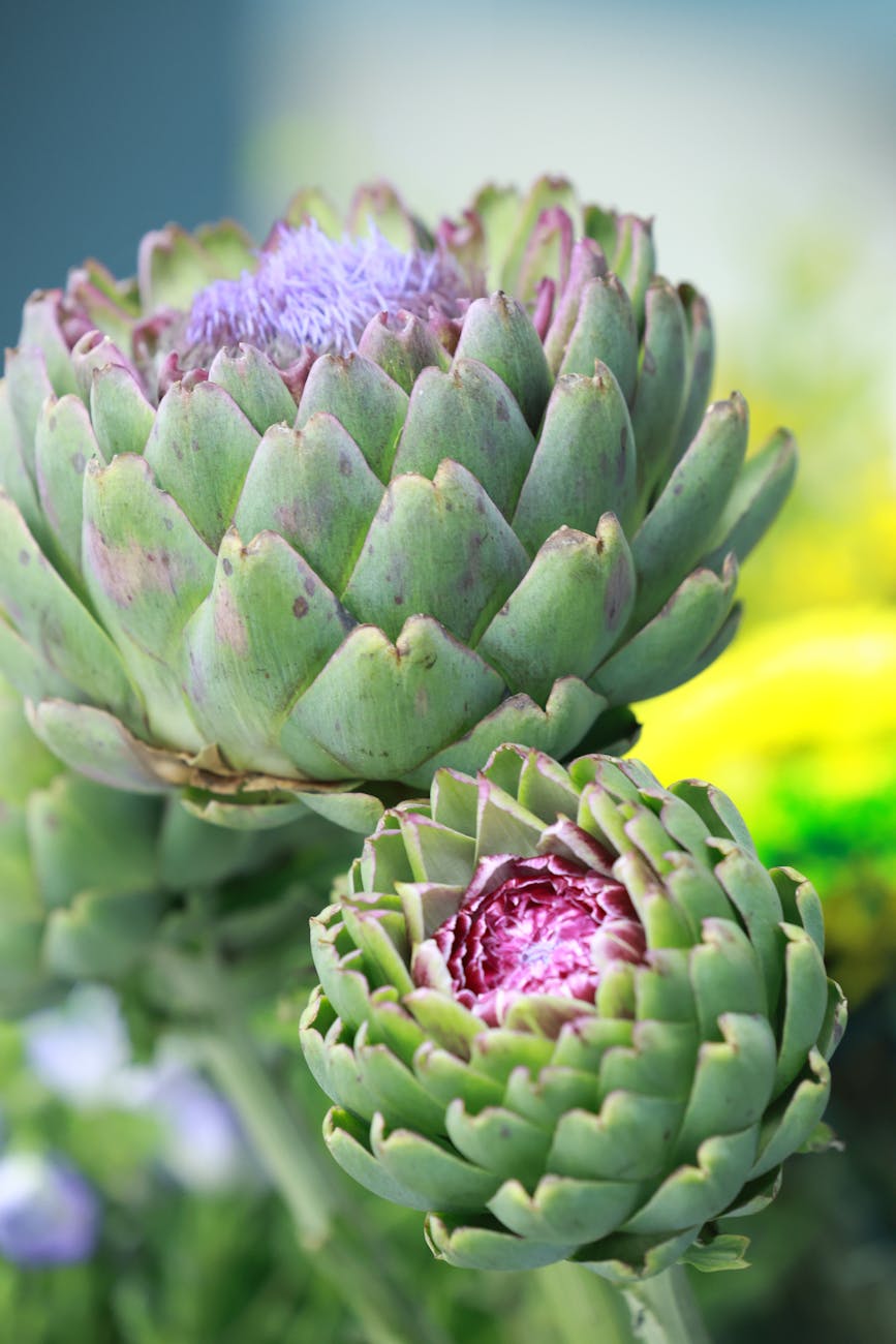 Photos gratuites de agriculture, aliments, artichaut
