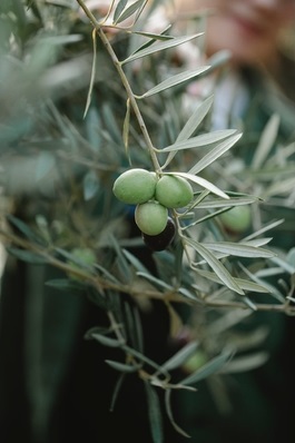 3662-cs400-photos-gratuites-de-agriculture-angiospermes-arriere-plan-flou