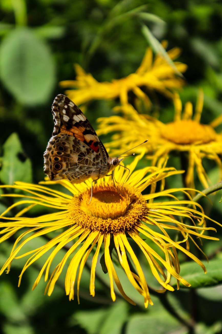 Photos gratuites de ailes, antenne, arthropode