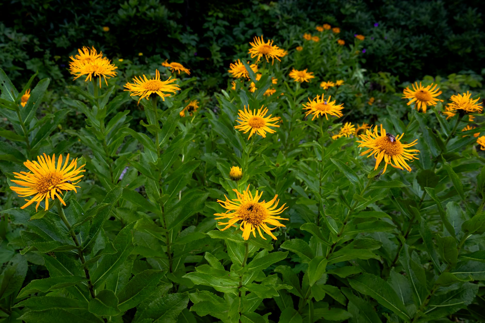 Photos gratuites de arrangement floral, asie, beauté naturelle