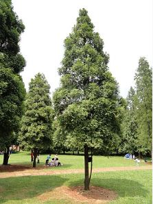 HEFOHO10-03 - HE Bois de Siam