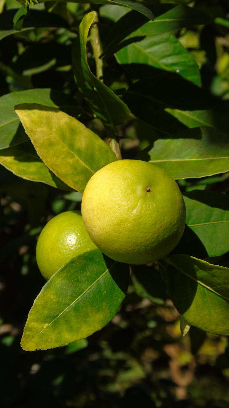 Photos gratuites de agriculture, agrumes, aliments