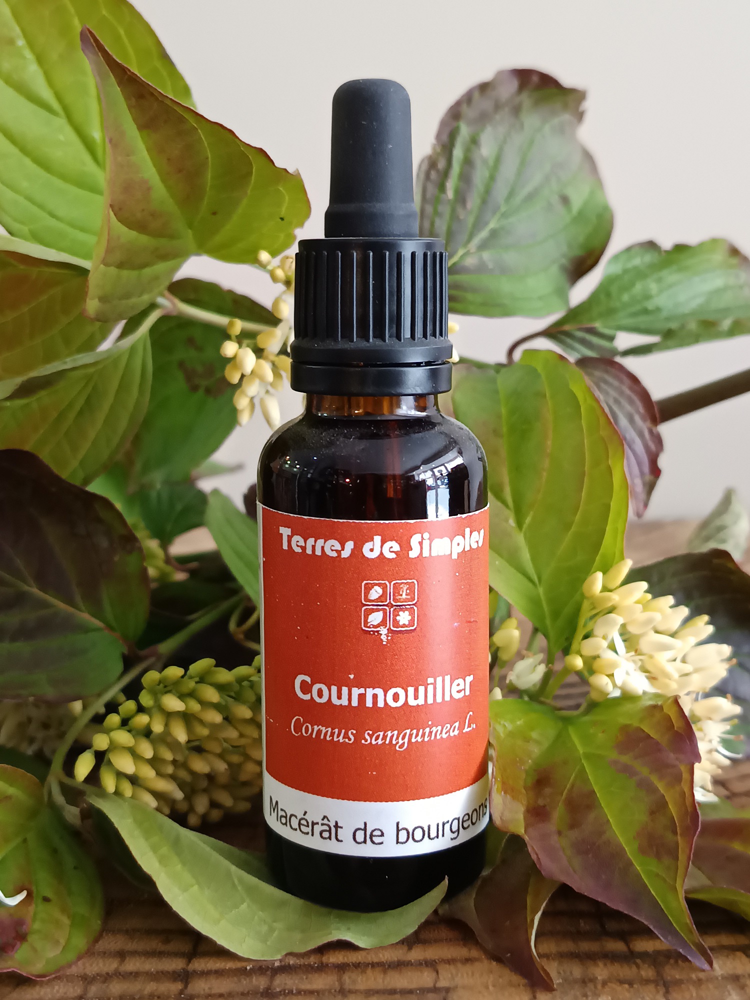 GEM40-03 - Gemmothérpie Cornouiller Sanguin 30 ml