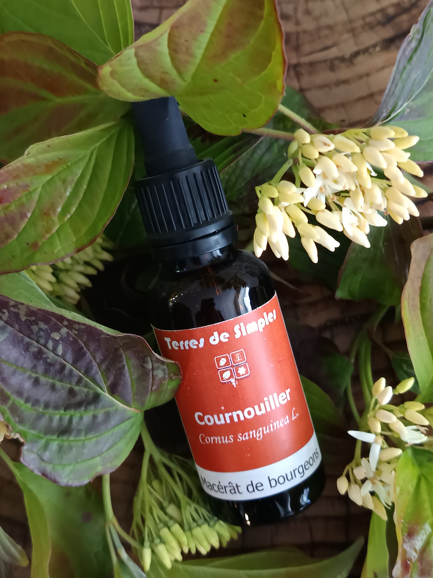 GEM40-04 - Gemmothérpie Cornouiller Sanguin 30 ml