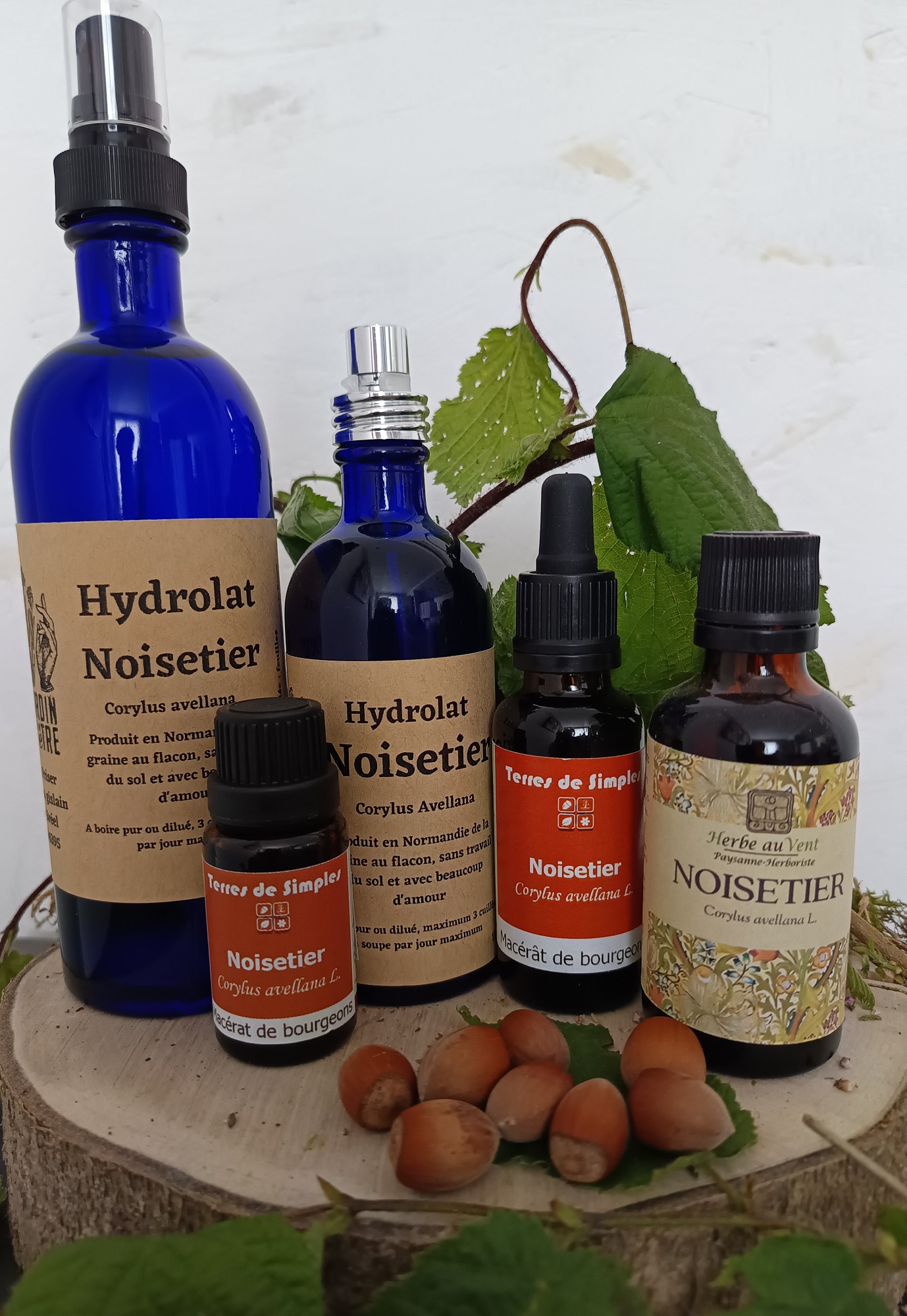 Noisetier