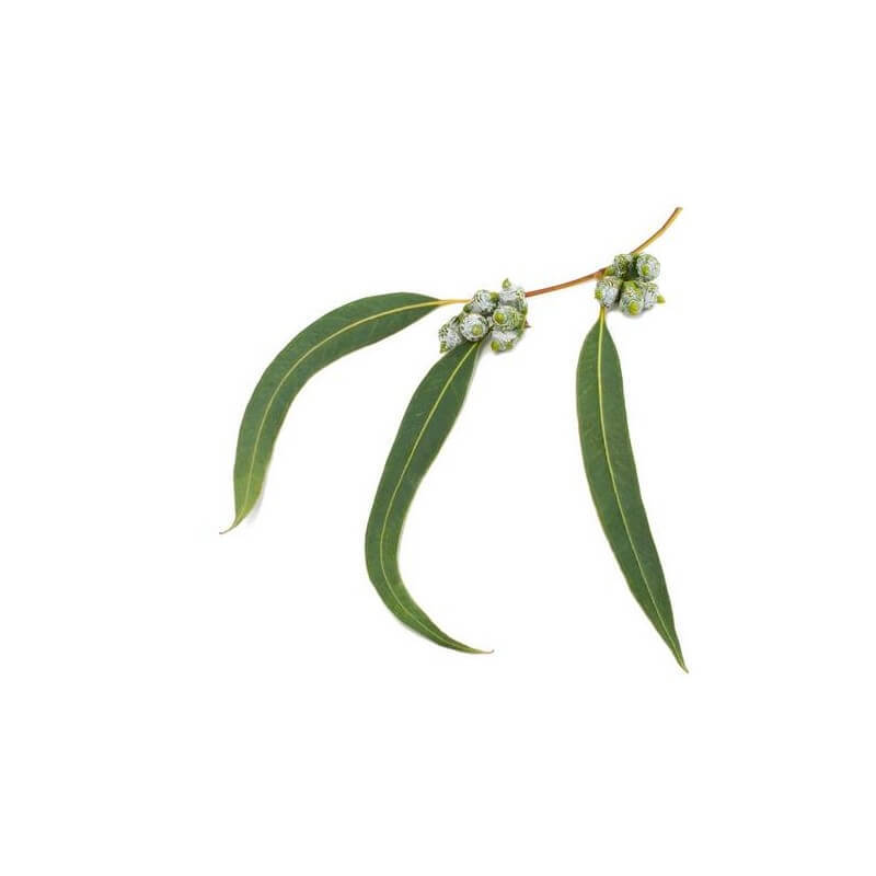 EURA-0321-03-Eucalyptus radiata 10 ml