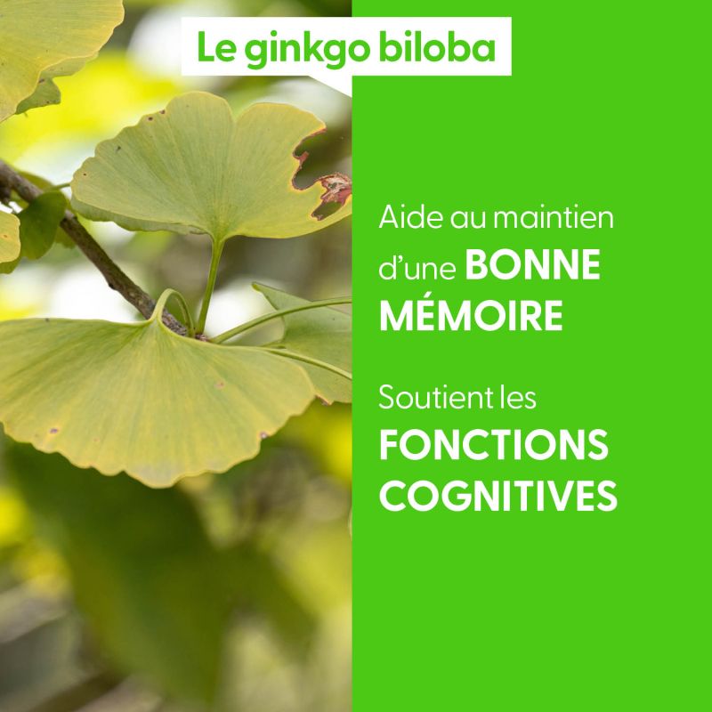 ginkgo-biloba-macerat-de-bourgeons-bio (2)