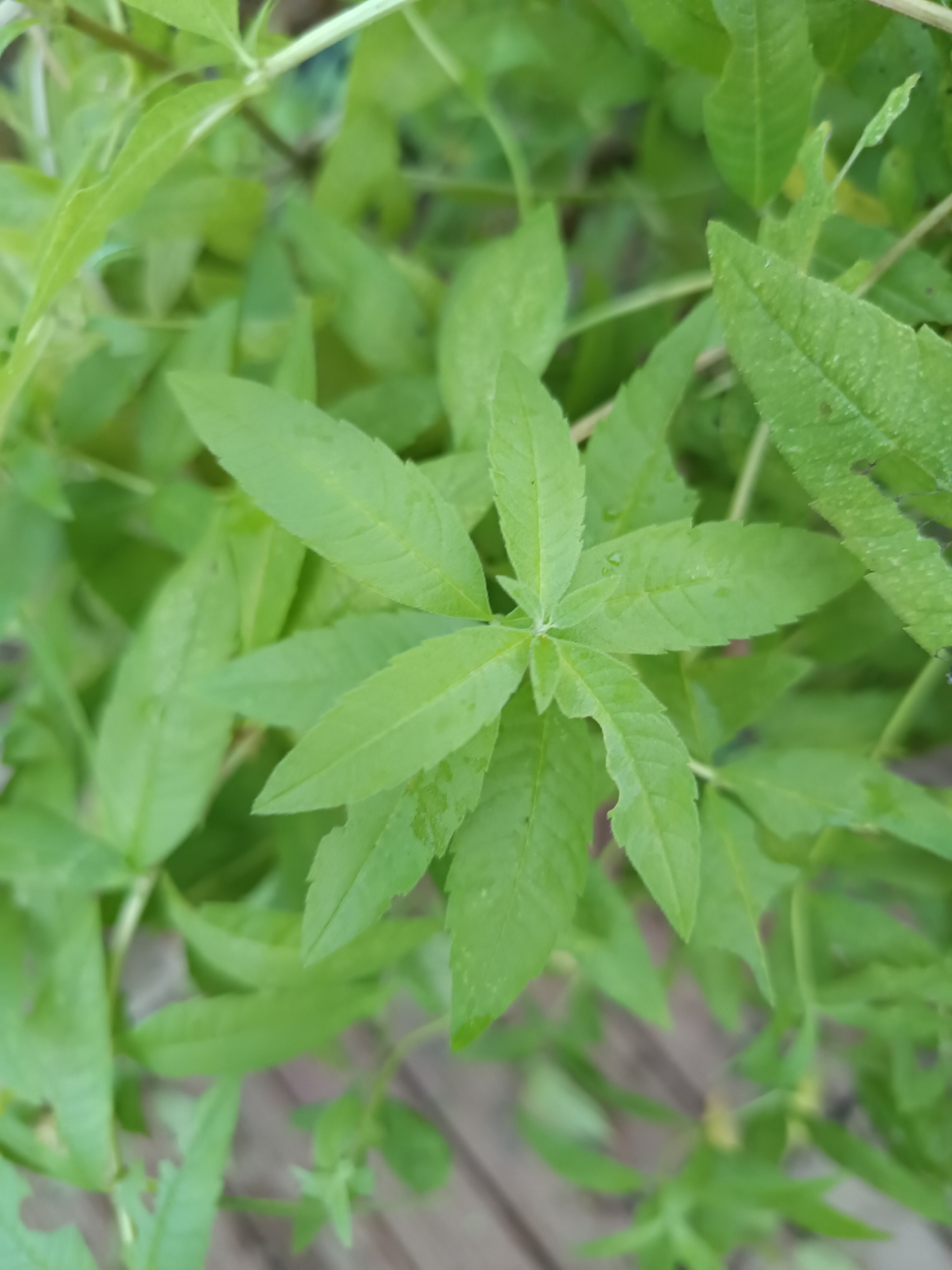 Verveine 3