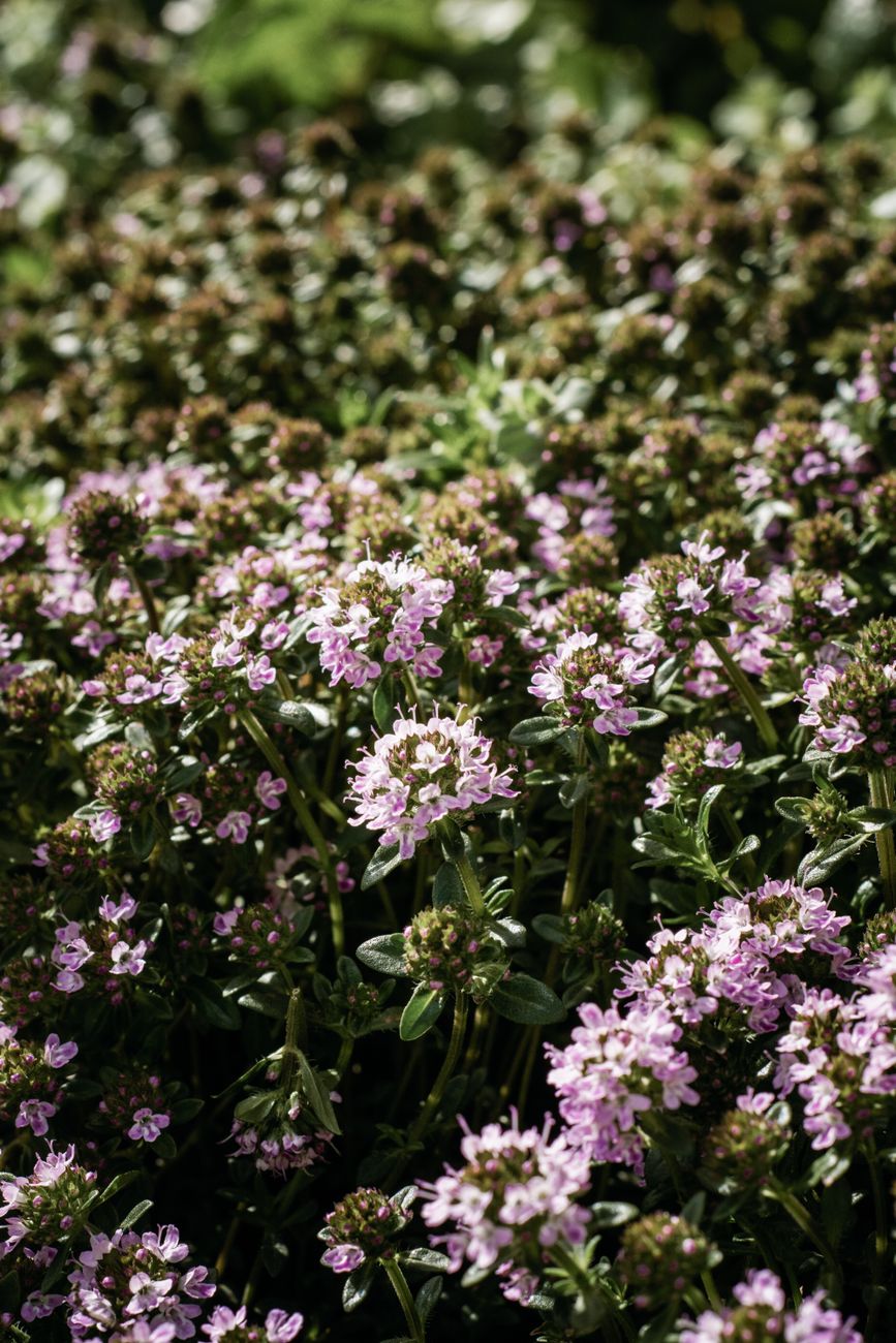 Photos gratuites de abondance, beauté naturelle, biome