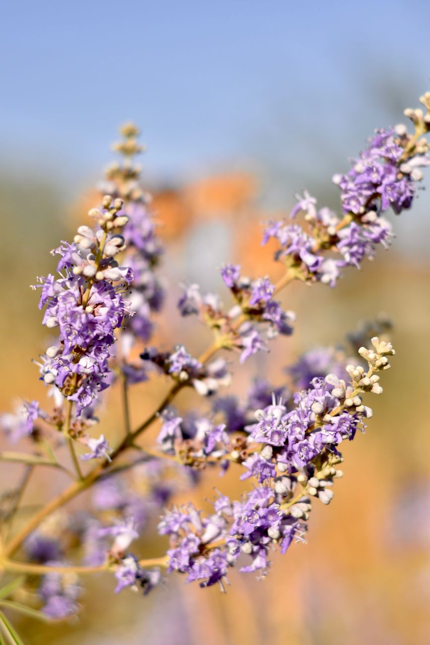 Photos gratuites de asie, beauté du jardin, beauté naturelle