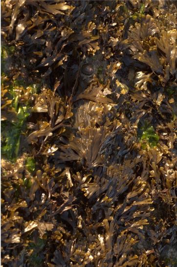 00001052-05 - TM Fucus 50 ml