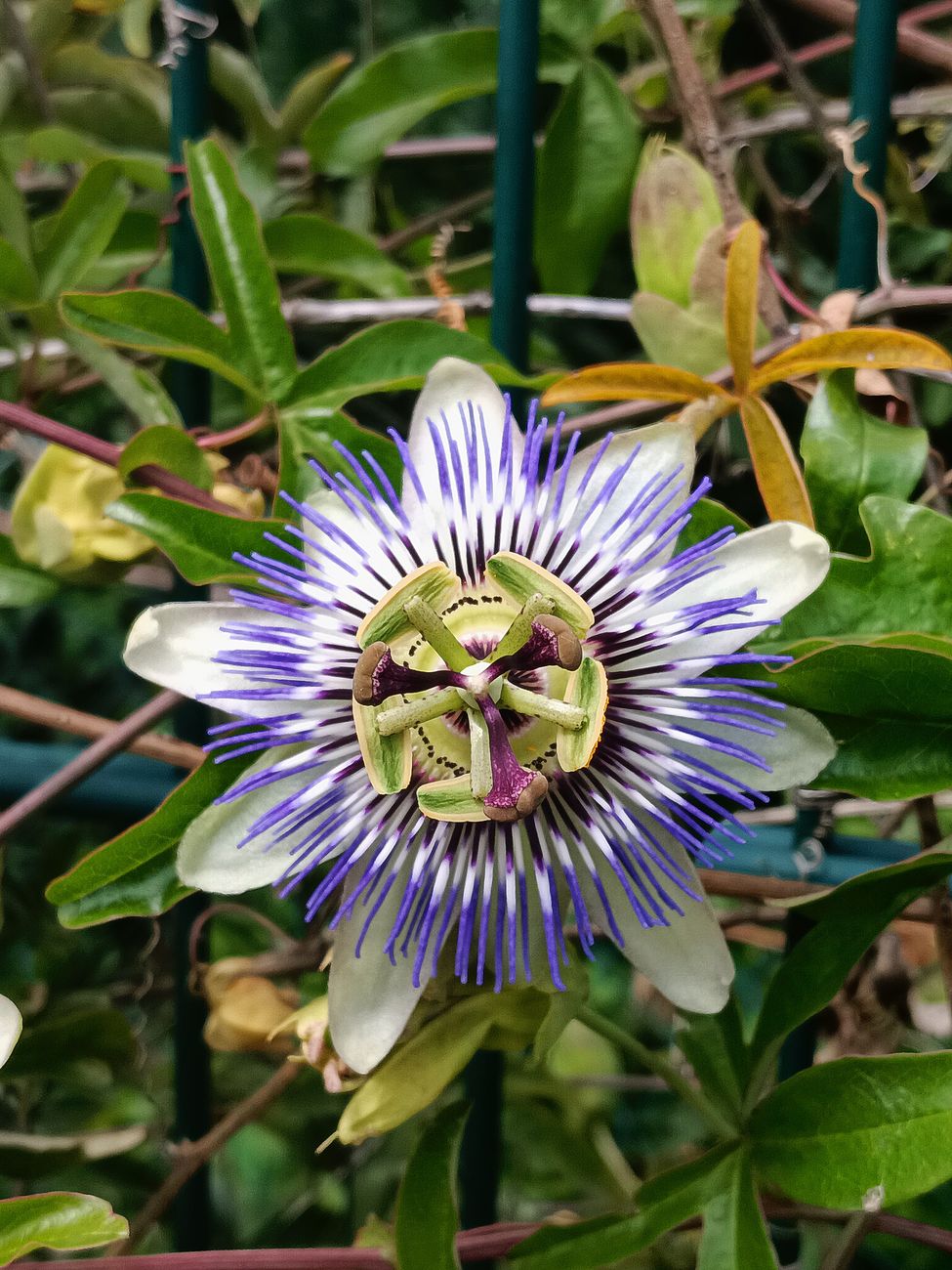 Photos gratuites de @extérieur, art floral, beauté de la flore