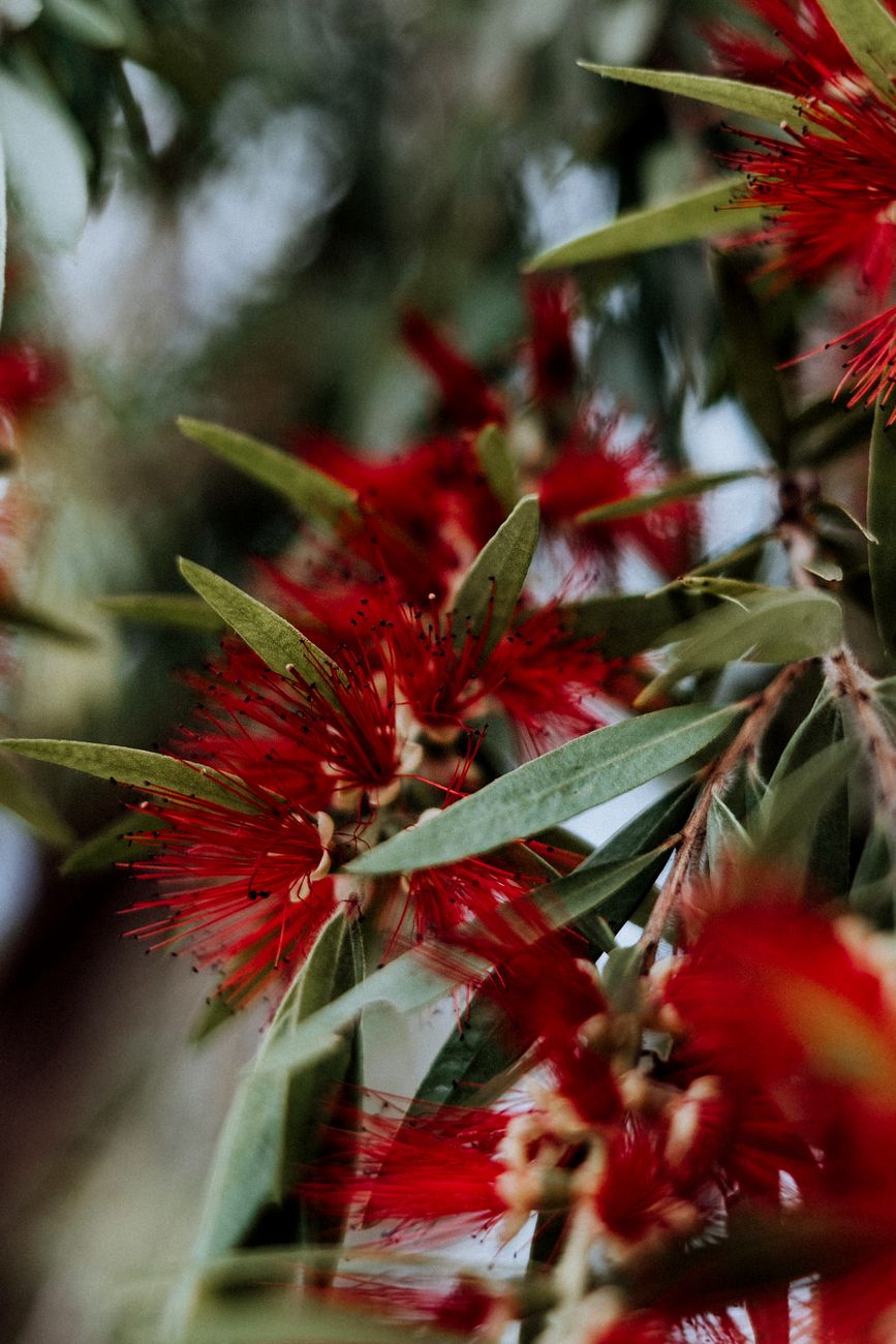 Photos gratuites de amérique du sud, arrangement floral, arrière-plan