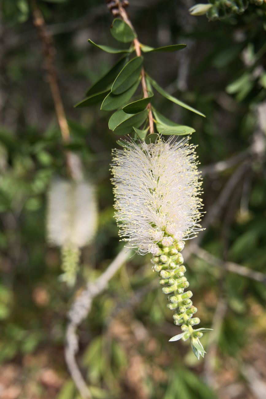 Vue détaillée dune fleur de goupillon blanche (Melaleuca) avec un feuillage vert en arrière-plan