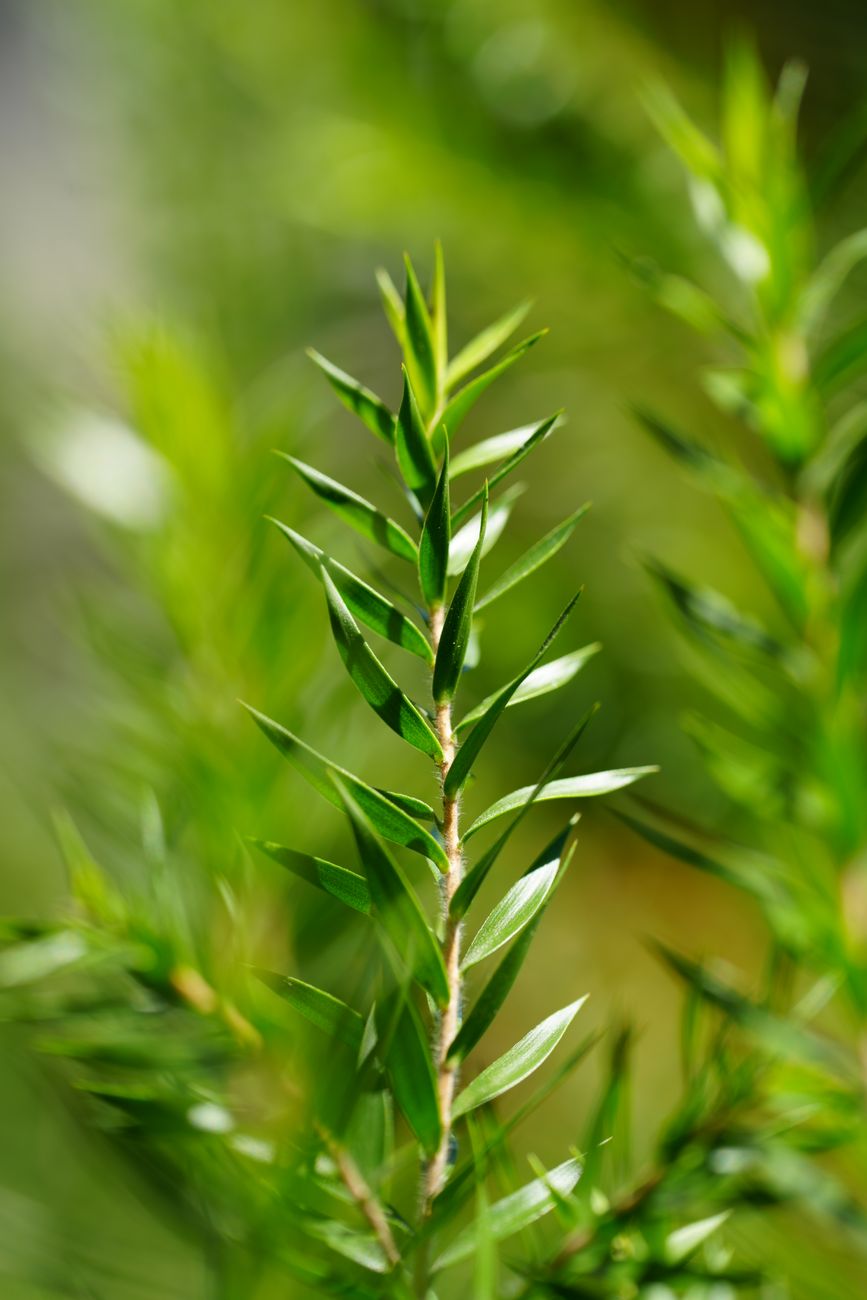 Gros plan macro détaillé de feuilles de romarin fraîches aux couleurs vertes éclatantes, parfait pour les thèmes liés à la nature et à la botanique
