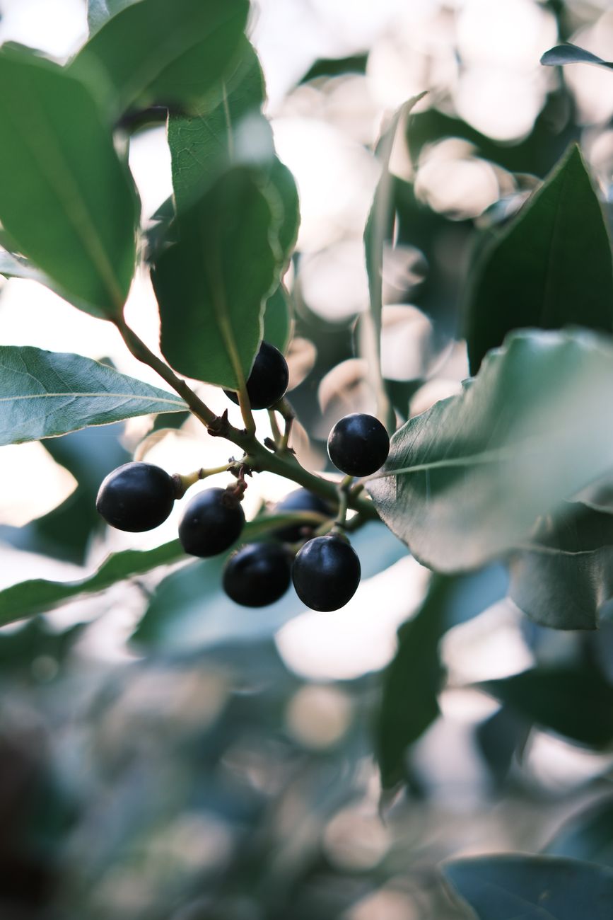 Gros plan détaillé de baies noires et de feuilles vertes dans un cadre naturel extérieur
