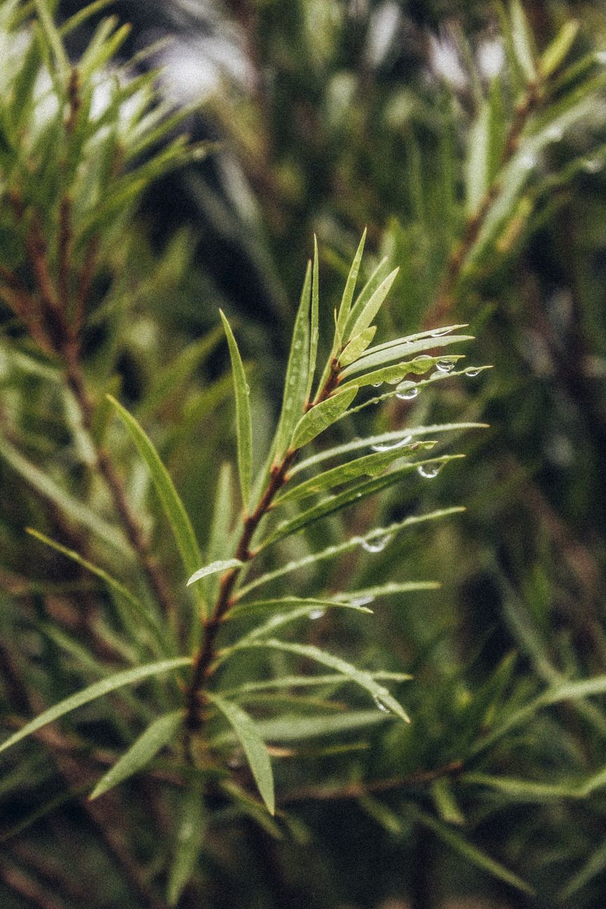 Photos gratuites de à base de plantes, à feuilles persistantes, bokeh