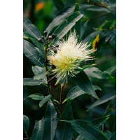 I150-03 - HE Niaouli 10 ml