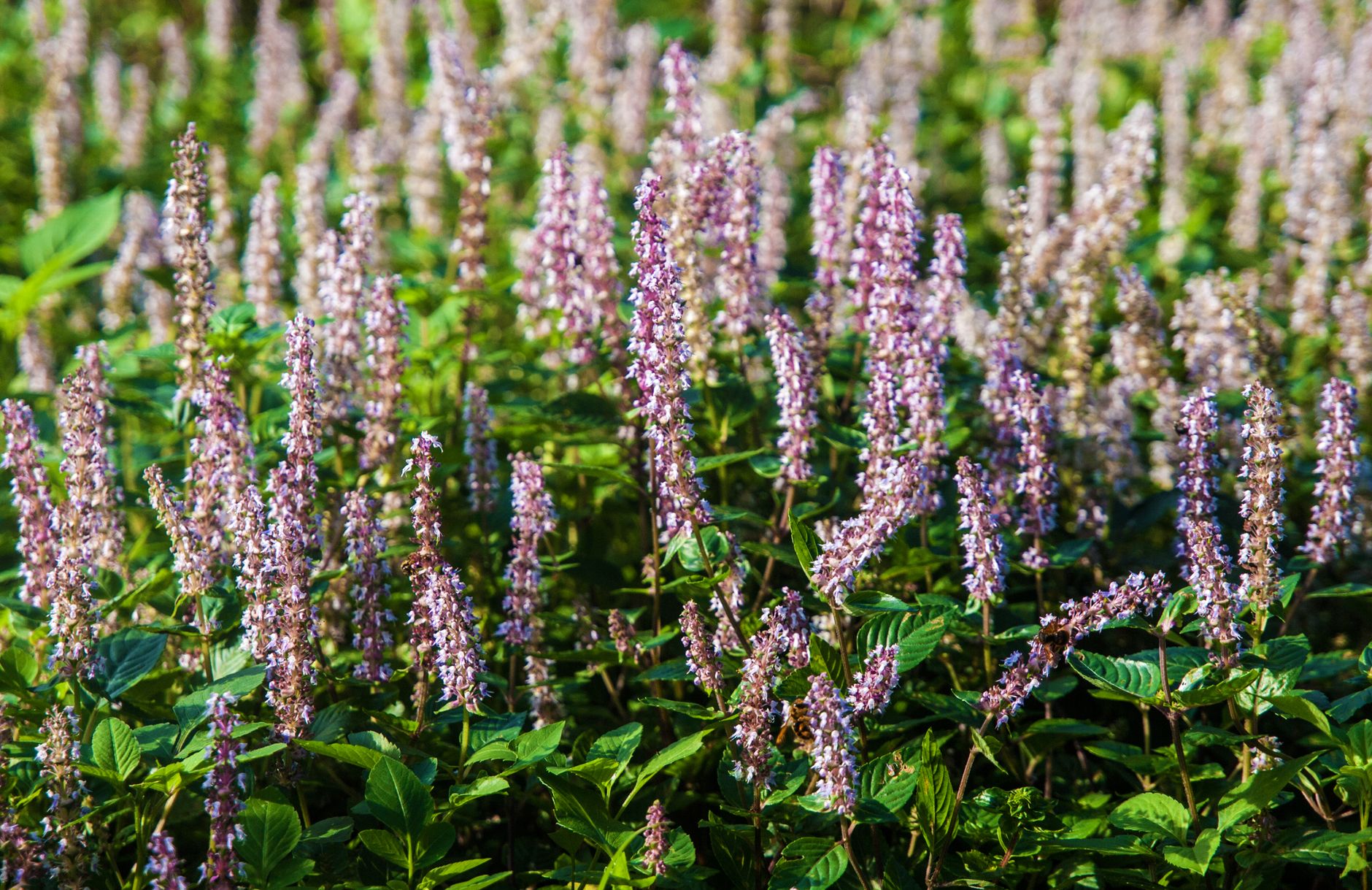 Champ luxuriant de plantes à fleurs violettes se prélassant au soleil, créant une scène sereine et pittoresque