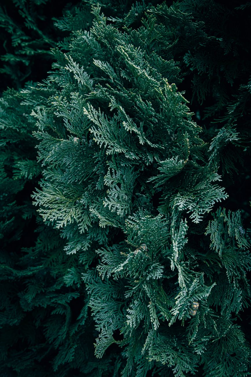 Photos gratuites de @extérieur, à feuilles persistantes, arbre