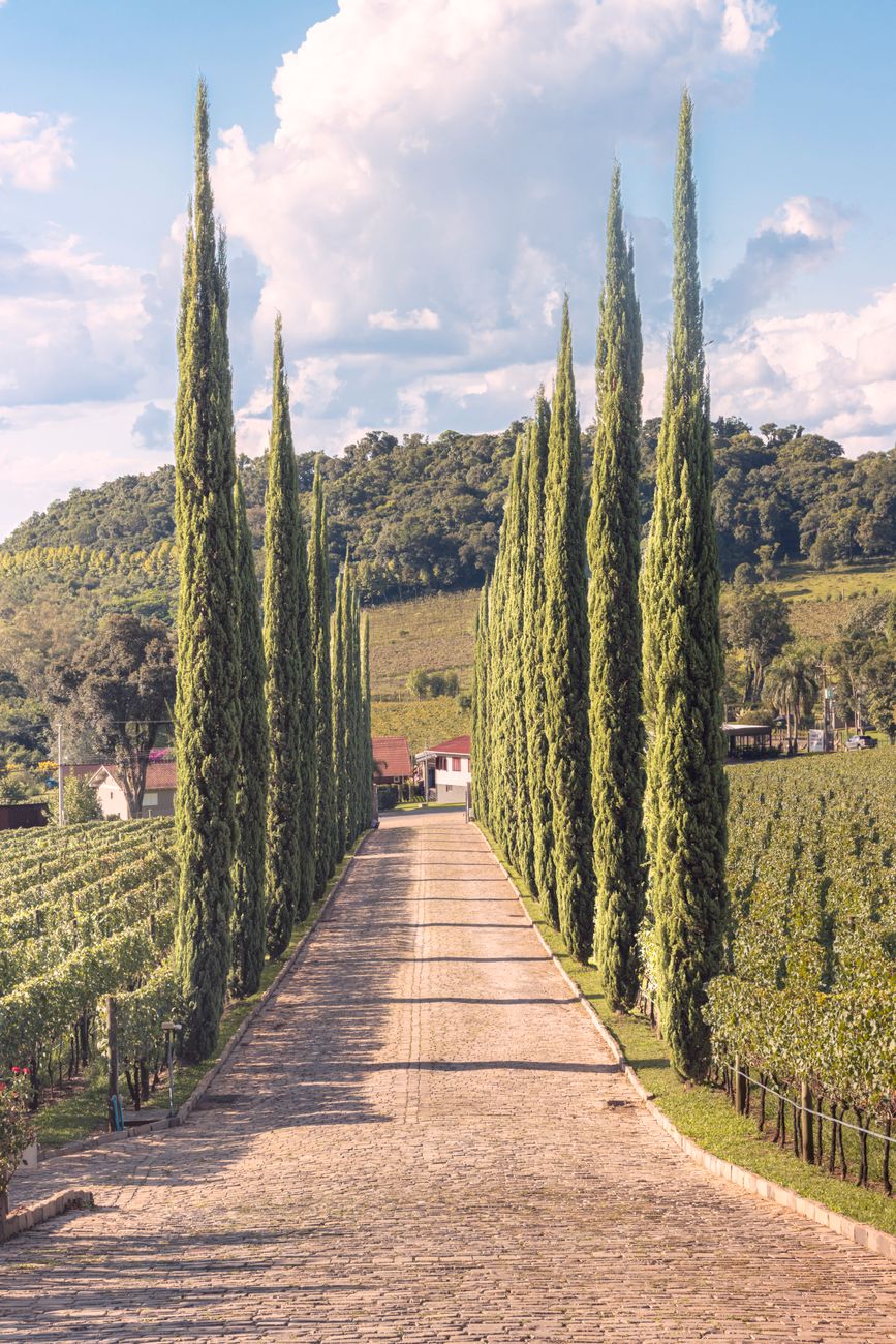 Chemin de vigne ensoleillé bordé de grands cyprès à Bento Gonçalves, au Brésil